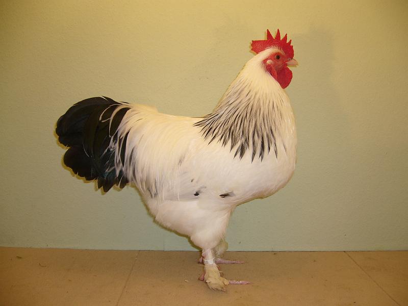 Munster 2009 024.jpg - Zwerg Sundheimer weiß-schwarzcolumbia von Manfred Augustin